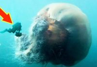 LION'S MANE JELLYFISH: The Biggest Jellyfish In The World