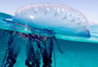 Portuguese Man O' War – one of the most dangerous creatures in the sea