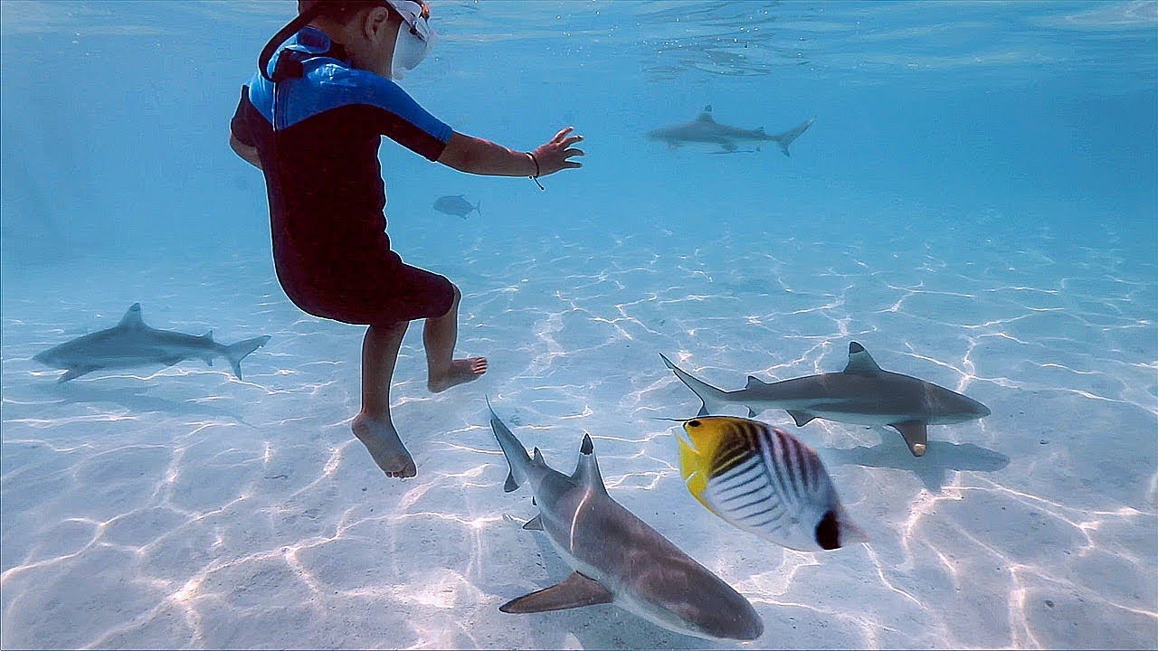 KIDS Swimming with SHARKS in Tahiti!! ARE THEY NICE??