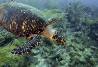 How to easily tell the difference between the Green Sea Turtle and the Hawksbill Sea Turtle.