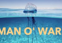 Dangerous Dooblidoo: The Portuguese Man O' War