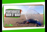 Portuguese Man o' War: An Organism Made of Organisms?