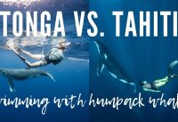 TONGA VS. TAHITI: Where to swim with humpback whales?