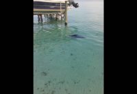 Man-o-war cay Abaco Bahamas Ray.