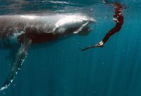 Swimming With BABY WHALES