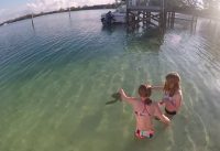 Feeding Tony the Turtle in Green Turtle Cay, Abaco