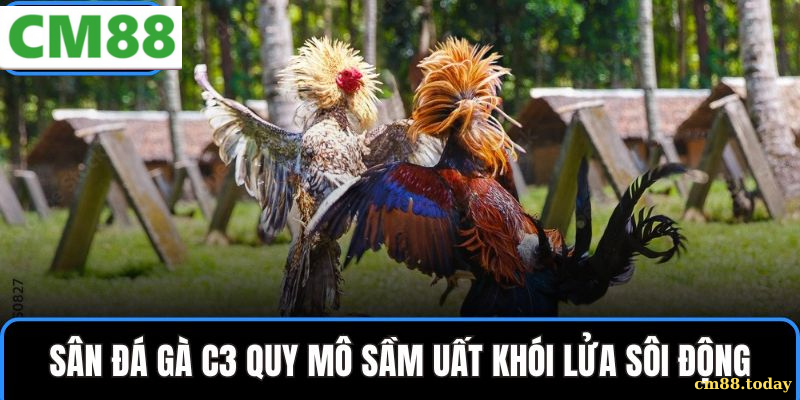 Các loại cược trong Đá gà C3