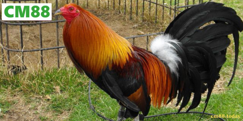 Đặc điểm nổi bật của Dòng Gà Sweater