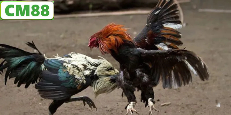 Lý Do Bạn Nên Chọn Đá Gà CM88
