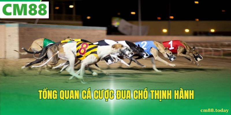 Nguồn gốc và sức hút của cá cược đua chó