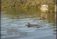 Dolphins in Hope Town Harbor, Elbow Cay, Bahamas that Penn Clarke analyzes in 2000.