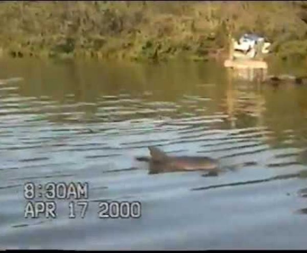 Dolphins in Hope Town Harbor, Elbow Cay, Bahamas that Penn Clarke analyzes in 2000.