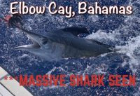 EXPLORING AND CATCHING HUGE FISH IN ELBOW CAY, BAHAMAS!!!