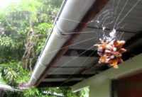 Strange Spider from Tahiti